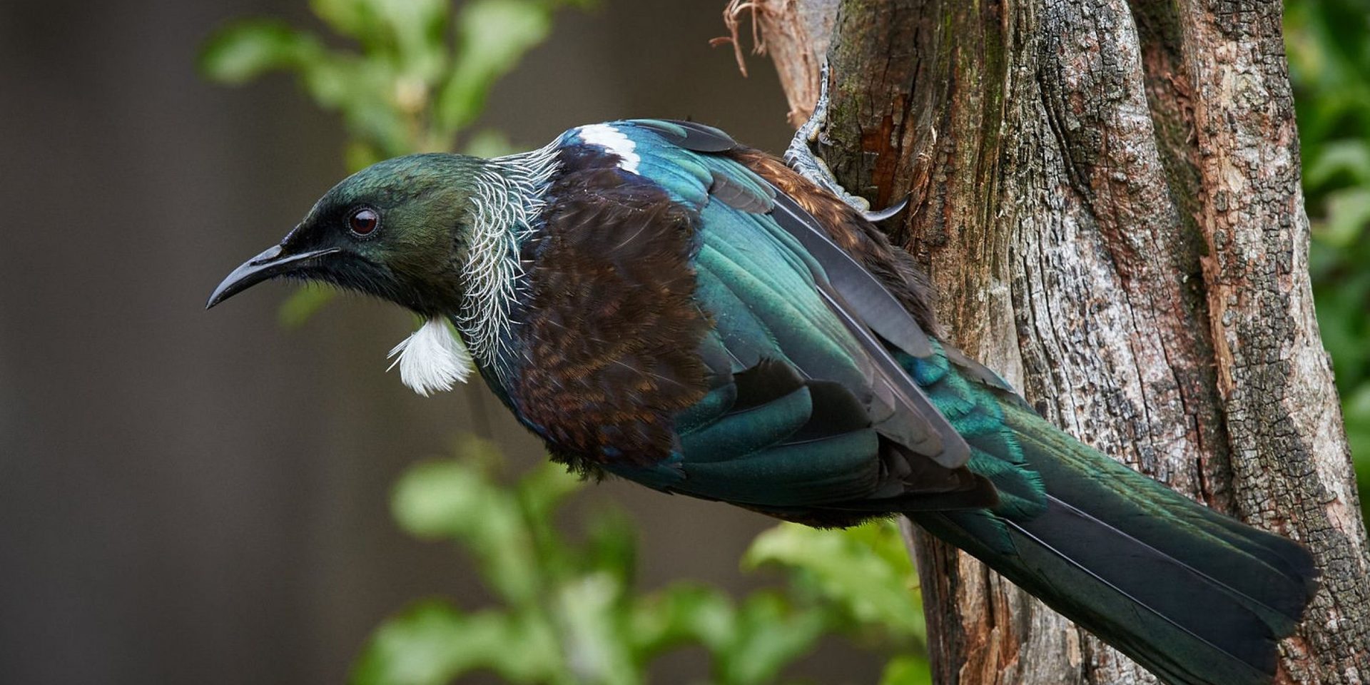 Tui